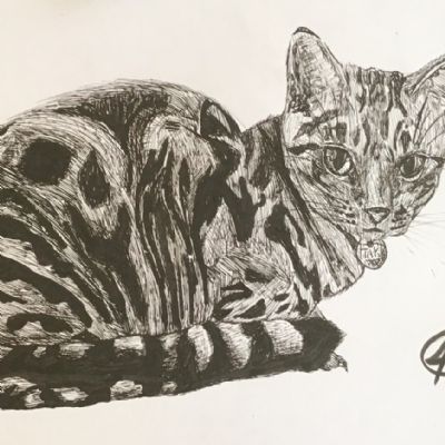 Y11-Art-Cat